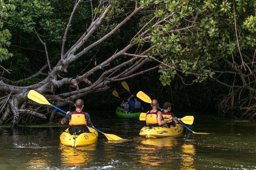 Rainforest Nature Walk & Bio Bay Night Kayaking Combo with Transportation