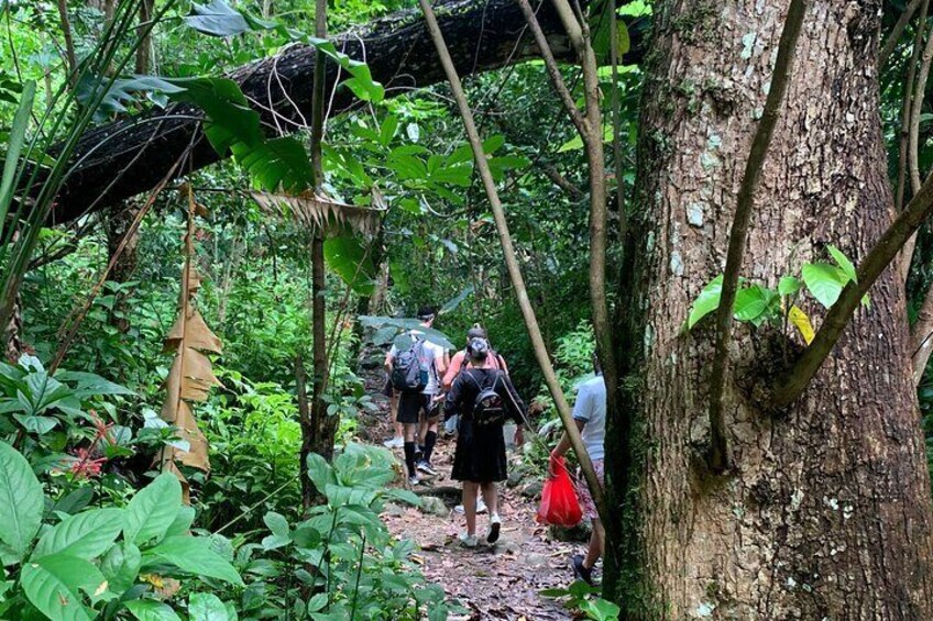 Rainforest Hiking Tour