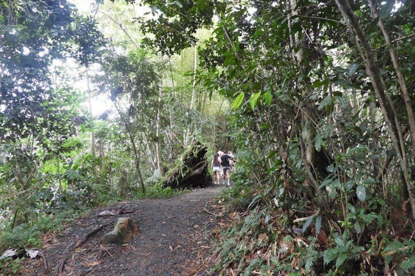 El Yunque National Forest Adventure and Luquillo Beach Combo