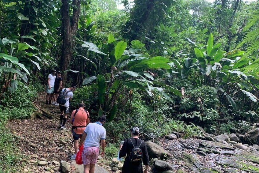 Rainforest Hiking Tour