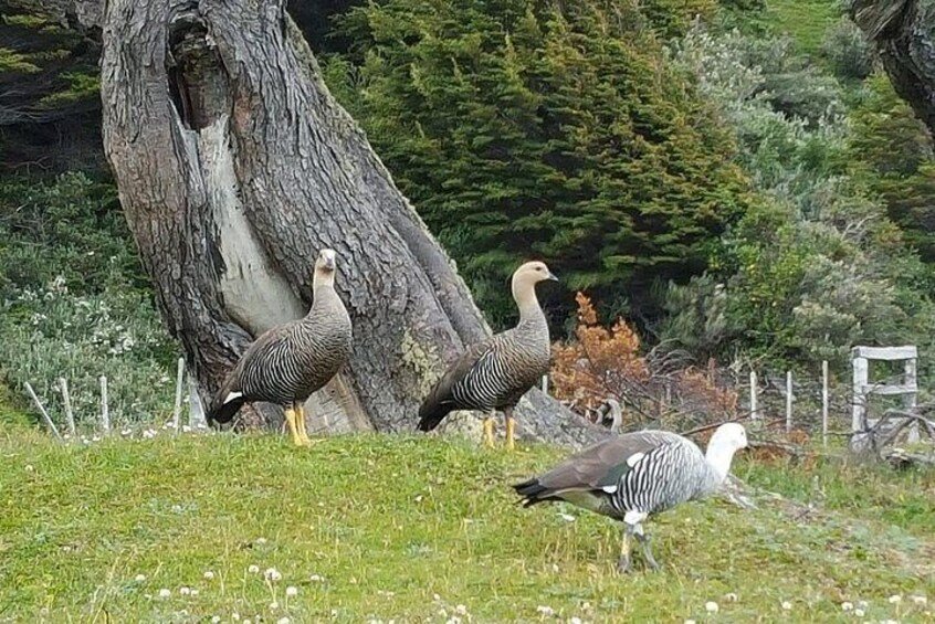 Tierra Del Fuego National Park Tour