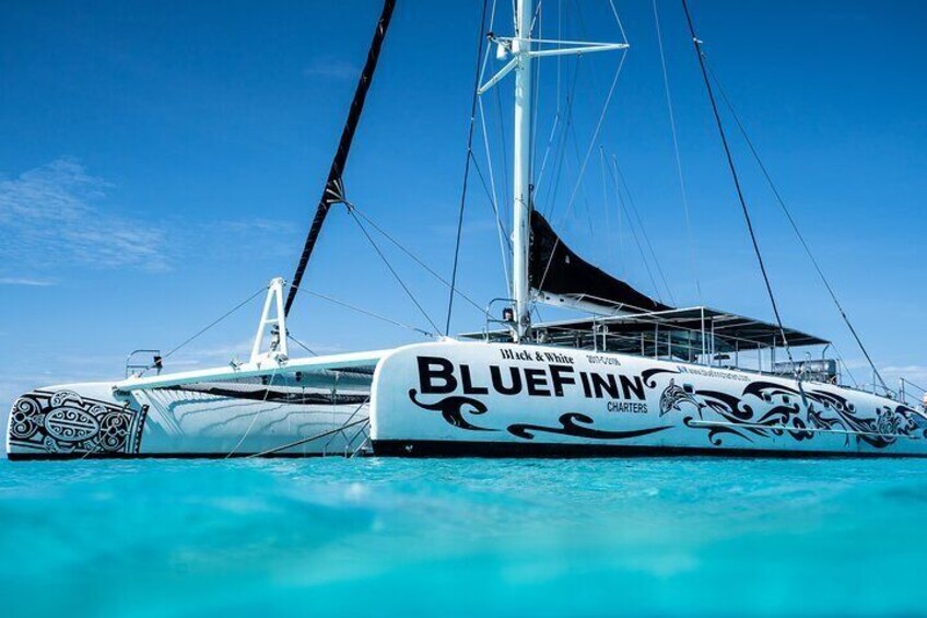 Catamaran BlueFinn