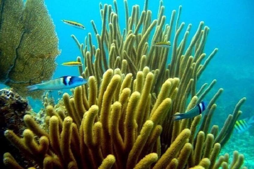 Scuba Doo Underwater Scooter in Punta Cana (Half Day)