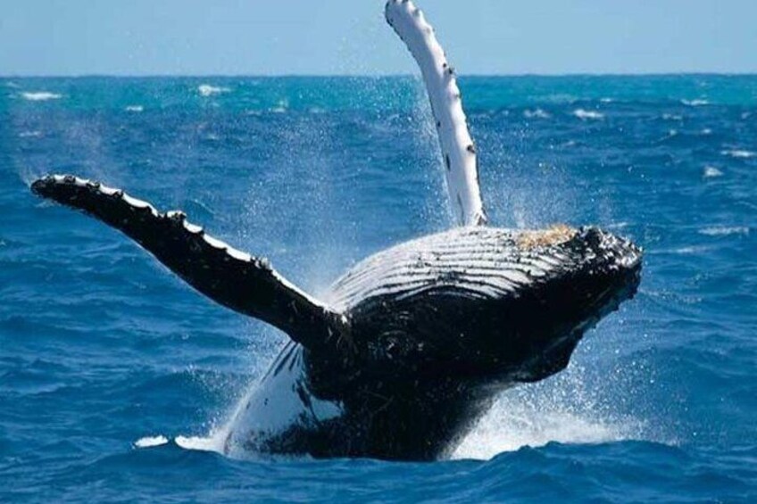 Samana Tours (With Whales) Full Day Excursion! All inclusive Tour!