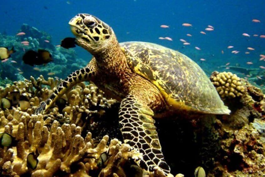 ScubaDoo - Explore the ocean in Punta Cana