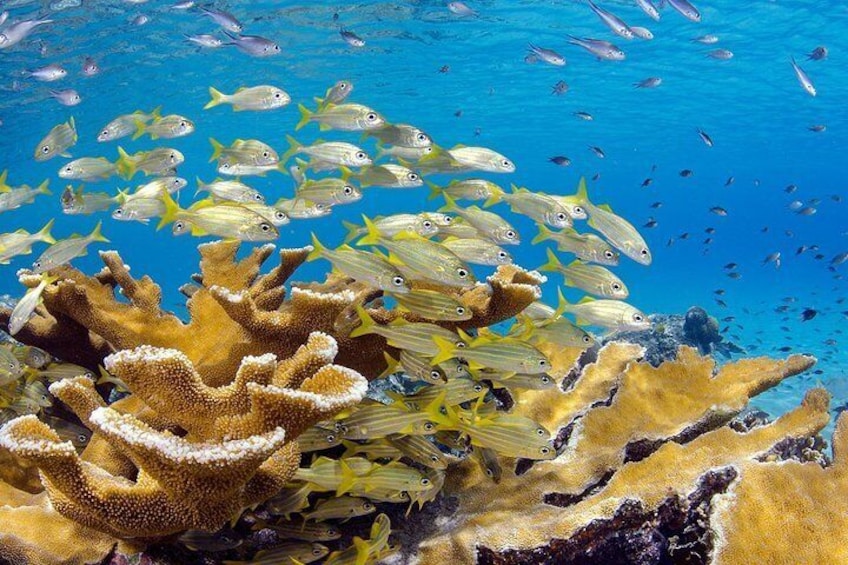 ScubaDoo - Explore the ocean in Punta Cana