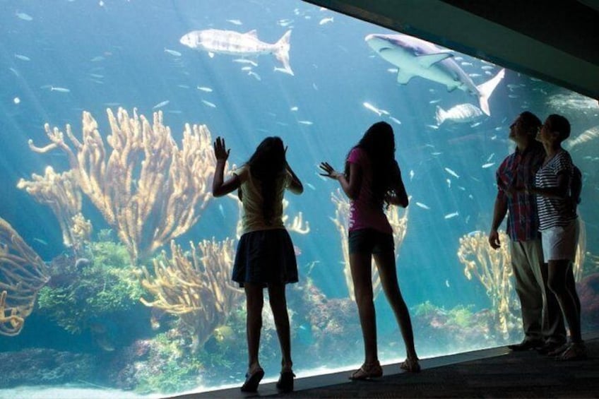 Bermuda Aquarium and Crystal Caves Admission