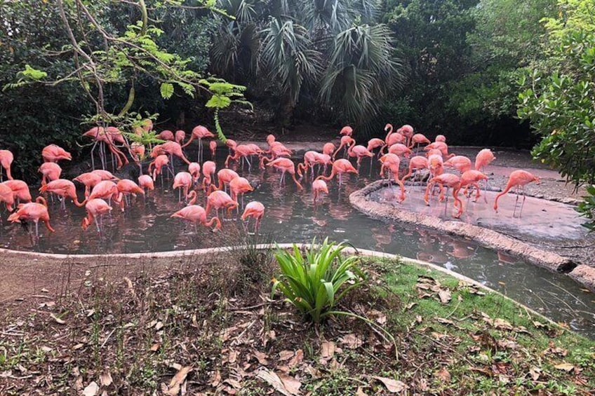 Bermuda Aquarium and Crystal Caves Admission