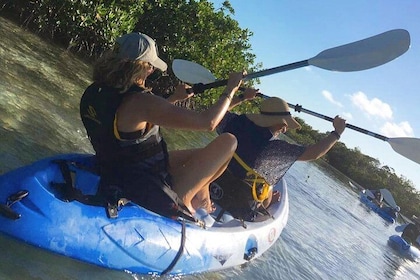 Mangroves Kayak Tour