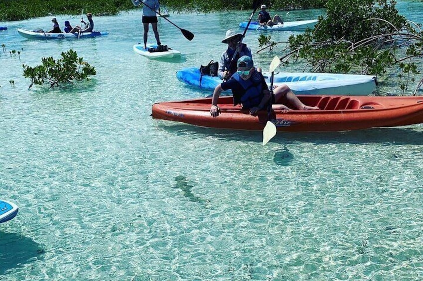 Mangroves Kayak Tour