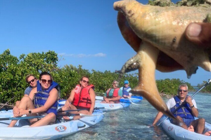 Mangroves Kayak Tour