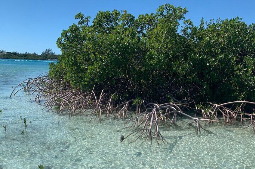 Mangroves Kayak Tour