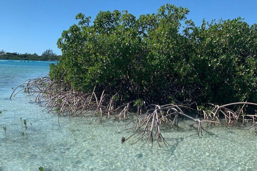 Mangroves Kayak Tour