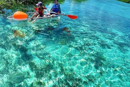Recorrido por los manglares en kayak transparente