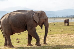 Ceylon Endearment (25 Days)