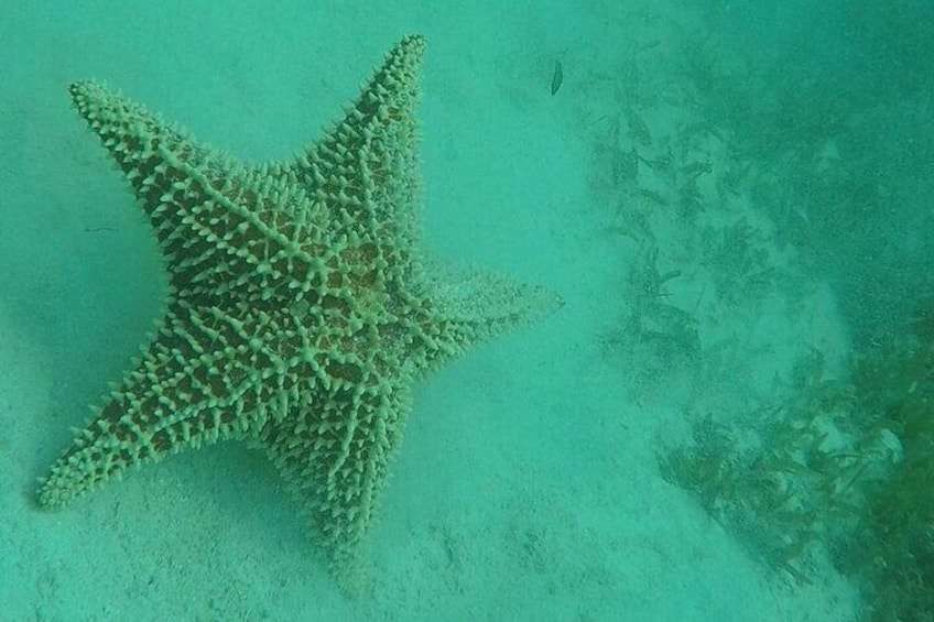 Red Cushion Starfish covering the sea bottom