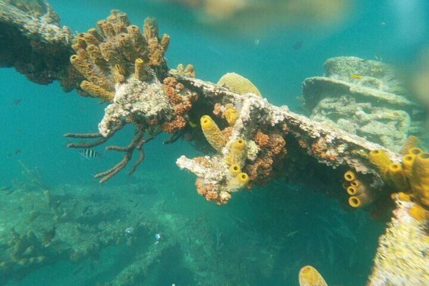 A part of history at the Antillia Shipwreck