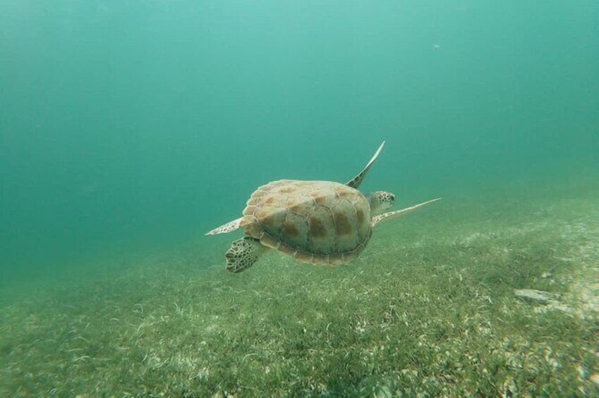 Show item 4 of 11. Antilla Shipwreck Seabob Tour