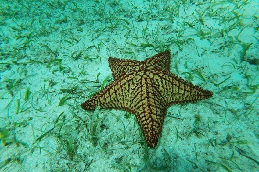 Hundreds of Red Cushion Starfish 