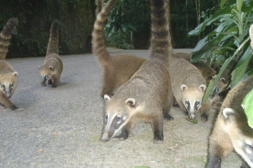 Quati Family, Walking Around the Forest