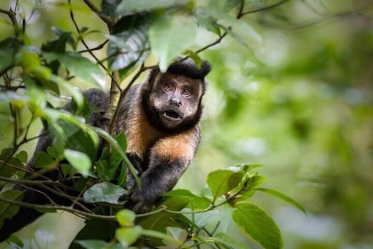 Entdecken Sie das Beste aus Tijuca Forest – Wanderung zu Gipfeln, Höhlen & ...