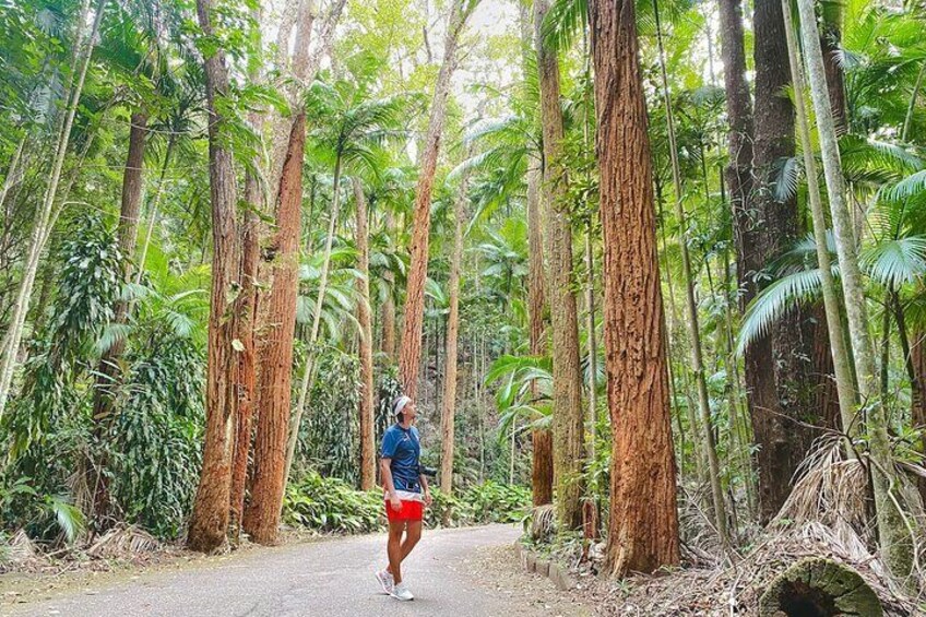 Surrounded by towering trees, vibrant foliage, and dappled sunlight, the person is immersed in a world of tranquility and serenity.