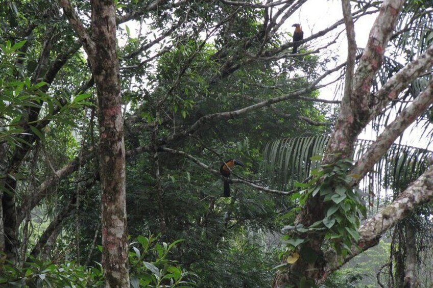 Tijuca Forest Tour with Waterfall