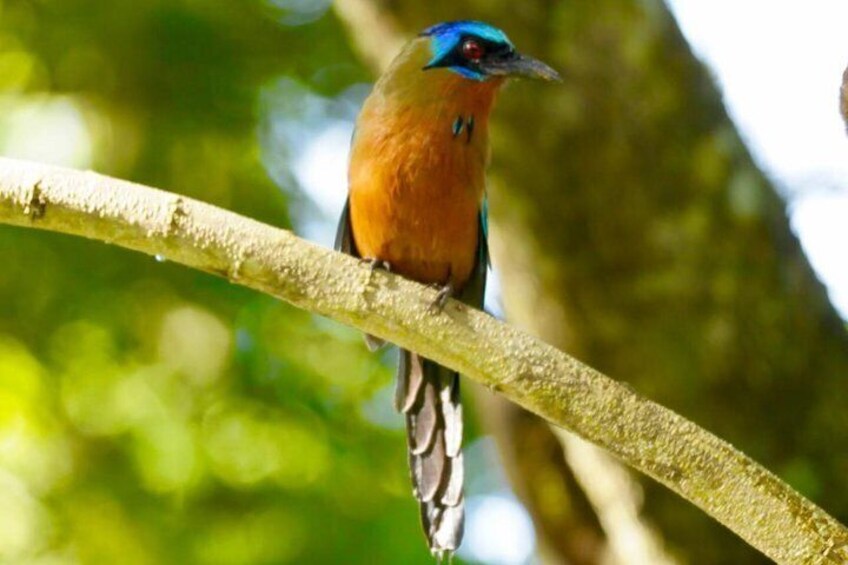 Rainforest Tour (Snacks and Light Refreshments included)