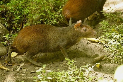 Half Day Rainforest Tour in Tobago