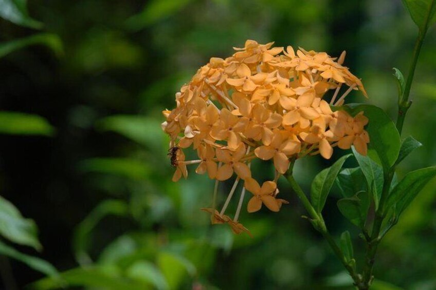 Rainforest Tour (Snacks and Light Refreshments included)