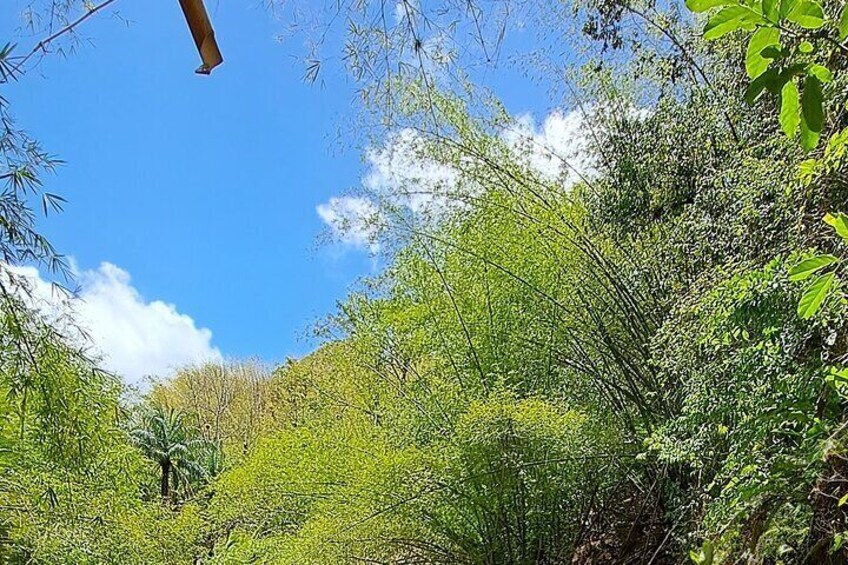 2 Hours Trekking Waterfall Tour in Tobago