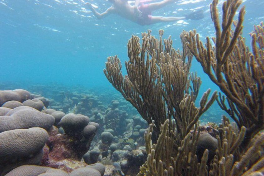 Buccoo Reef and Nylon Pool Adventure