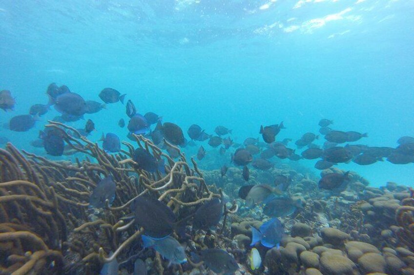 Buccoo Reef and Nylon Pool Adventure