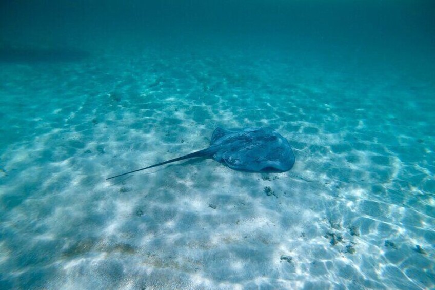 Glass Bottom Nylon Pool Tour in Buccoo Reef