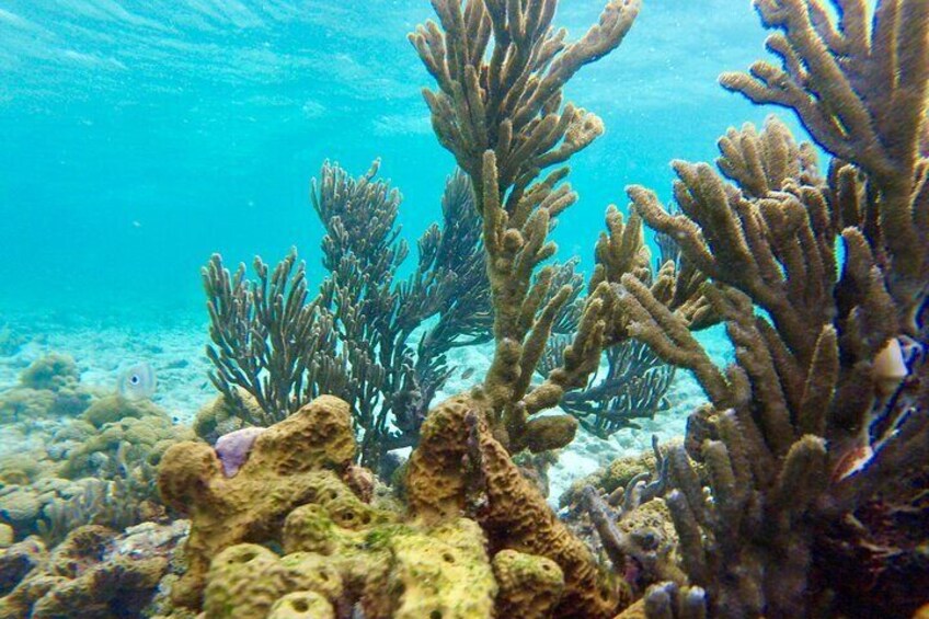 Glass Bottom Nylon Pool Tour in Buccoo Reef