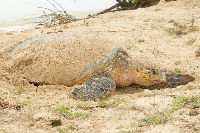 Turtle Watching