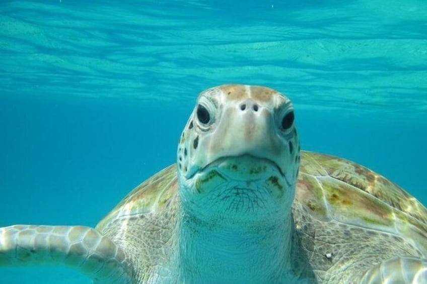 Snorkeling Tour (with Light Refreshments)