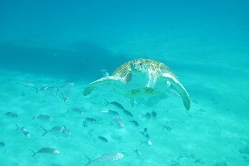 Snorkeling Tour (with Light Refreshments)