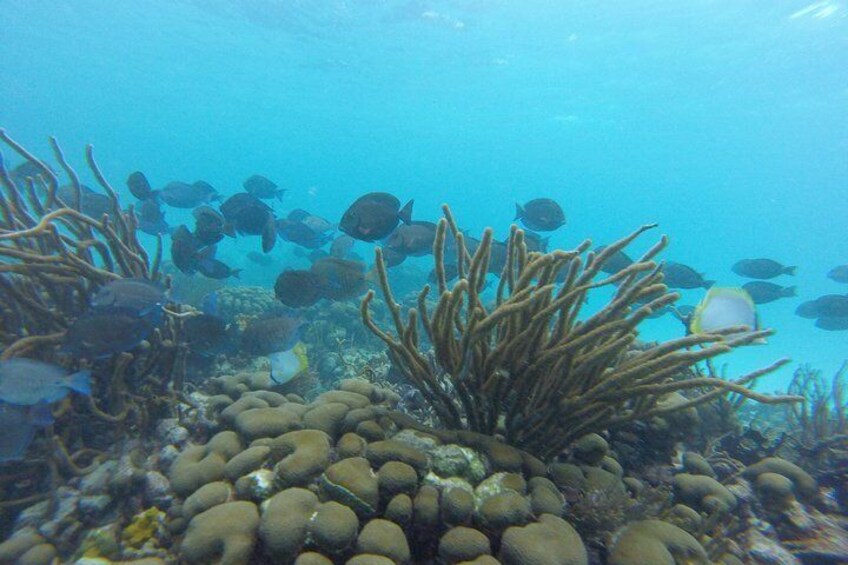 Snorkeling Tour (with Light Refreshments)