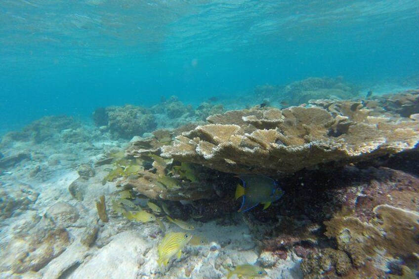 Coastline Snorkel and BBQ