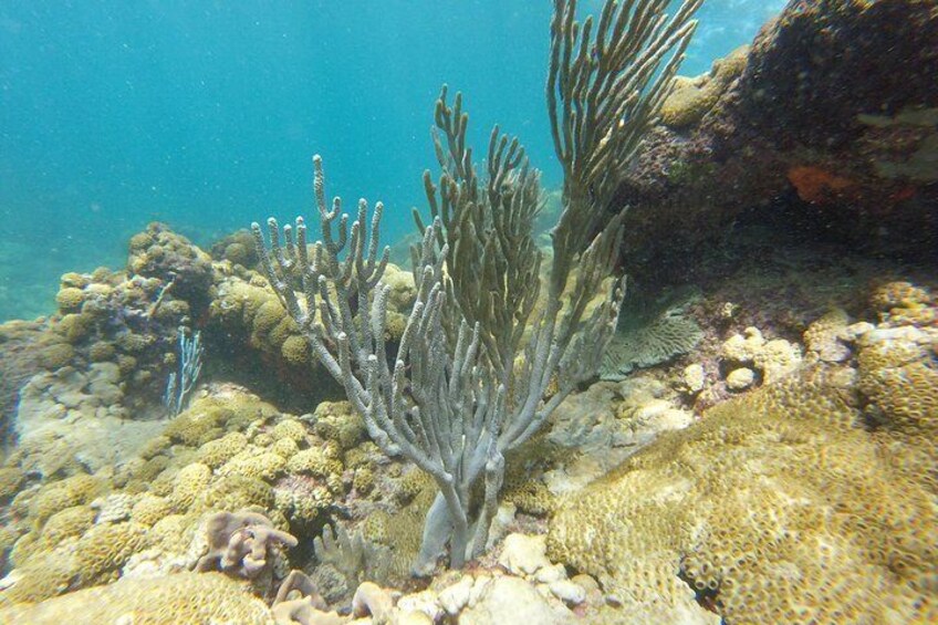 Coastline Snorkel and BBQ