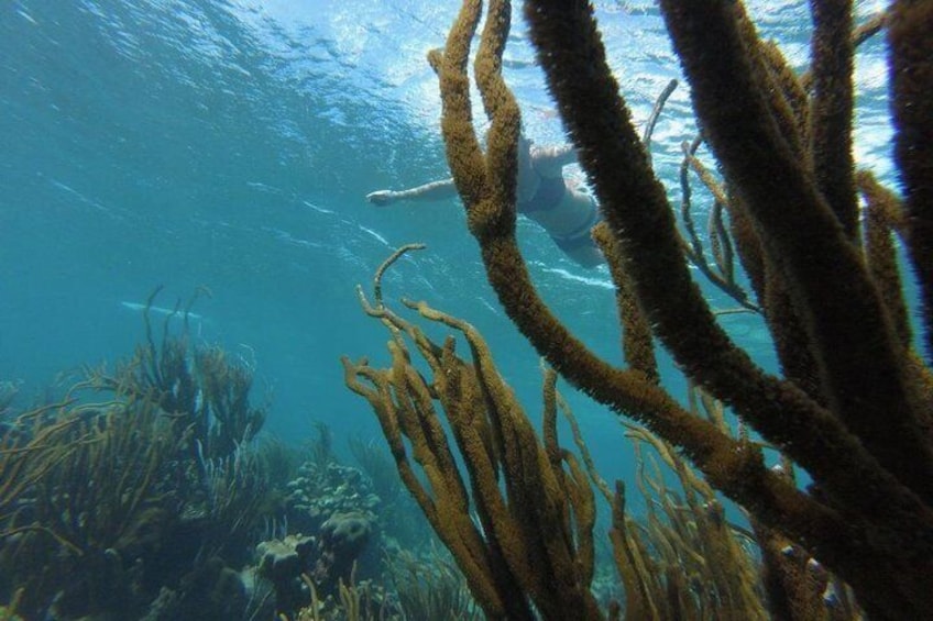 Coastline Snorkel and BBQ