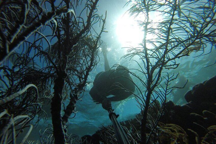 Coastline Snorkel and BBQ