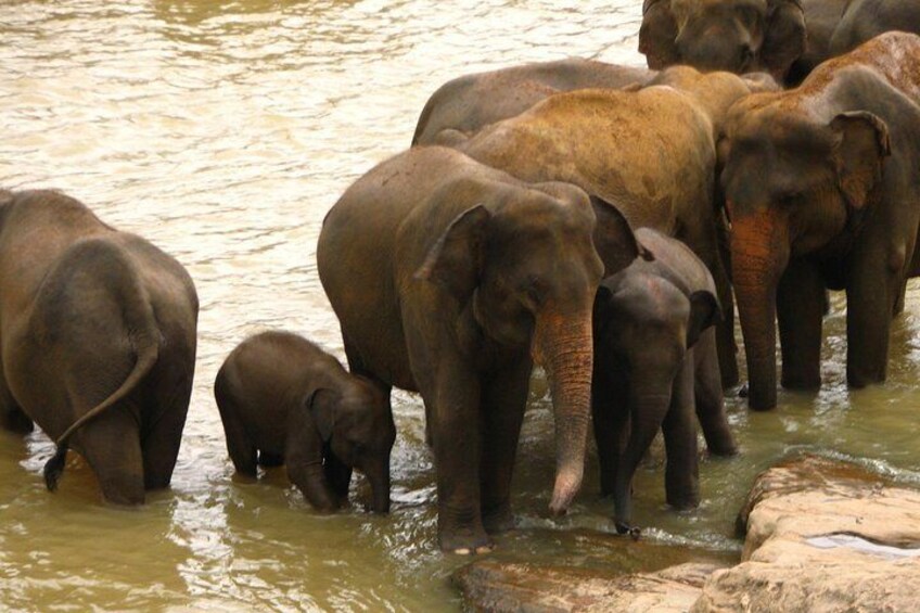 All inclusive Private safari at Wilpattu National park from Negombo