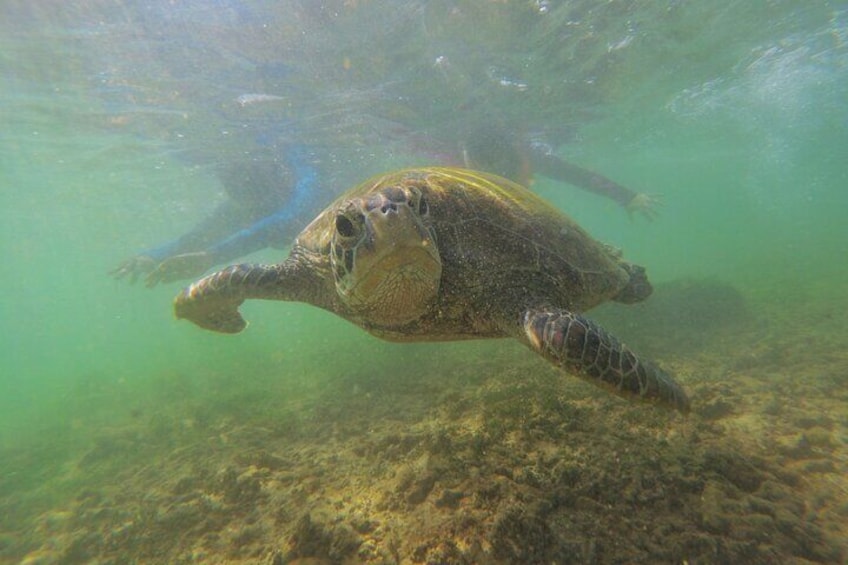 Snorkeling with Sea Turtles in Mirissa