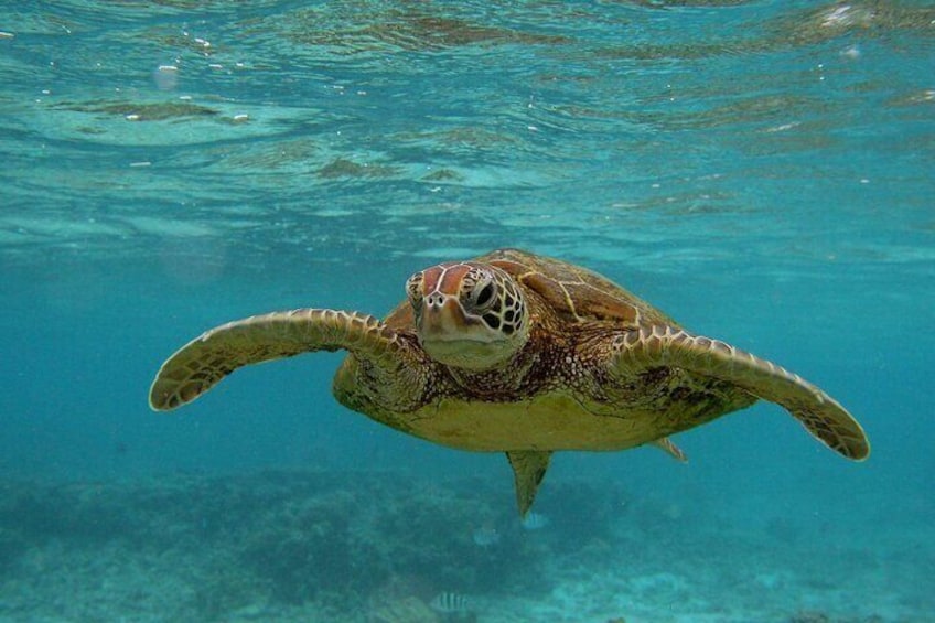 Snorkeling with Sea Turtles in Mirissa