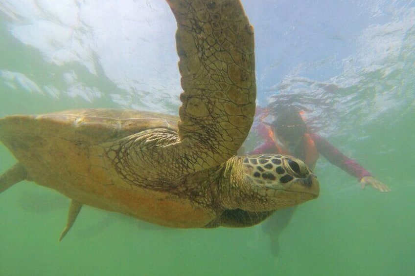 Snorkeling with Sea Turtles in Mirissa