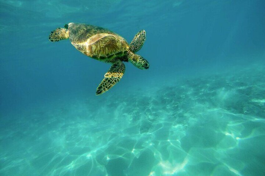 Snorkeling with Sea Turtles in Mirissa