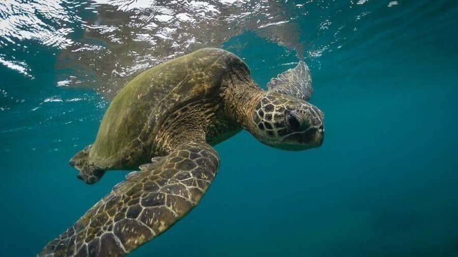 Snorkeling with Sea Turtles in Mirissa