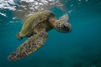 Snorkeling with Sea Turtles in Mirissa (Pickup and Drop included)